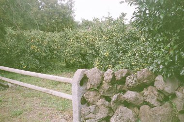 Parkın güzel manzarası