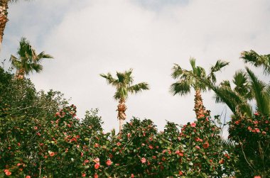 Bahçesinde çiçekler olan palmiye ağaçları