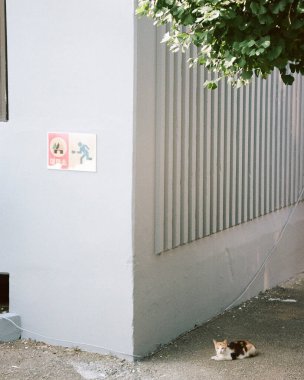 Kedi sokakta oturuyor.