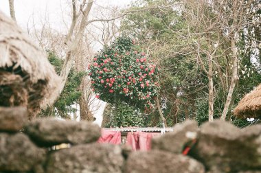 Bahçedeki güzel çiçekler