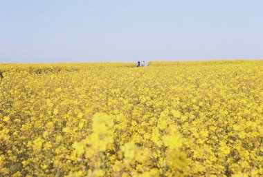Tarladaki güzel çiçekler