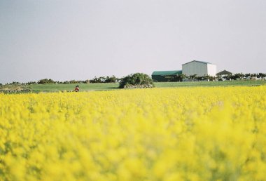 Tarladaki güzel çiçekler