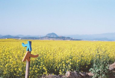 Tarladaki güzel çiçekler