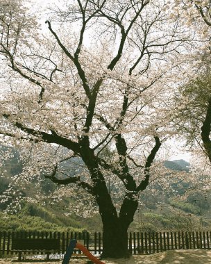 İlkbaharda kiraz çiçeği
