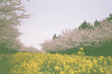 Bahçedeki güzel çiçekler
