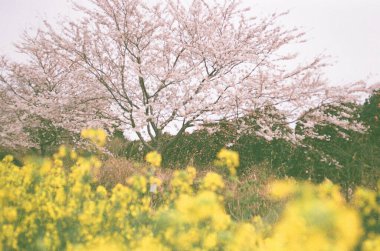 Bahçedeki güzel çiçekler