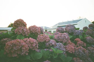 Bahçedeki güzel çiçekler