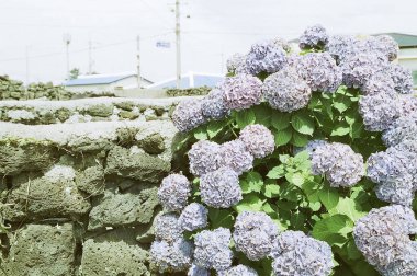 Bahçedeki güzel çiçekler.