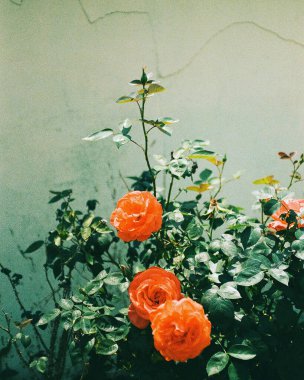 Güzel botanik fotoğrafı, doğal duvar kağıdı.