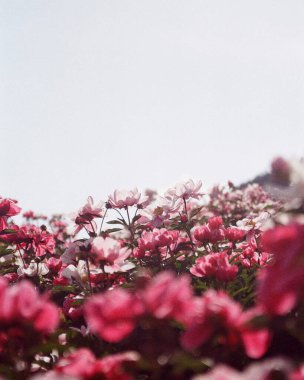 Bahçedeki güzel pembe çiçekler