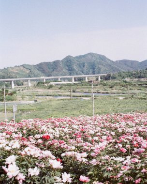 Bahçedeki güzel çiçekler