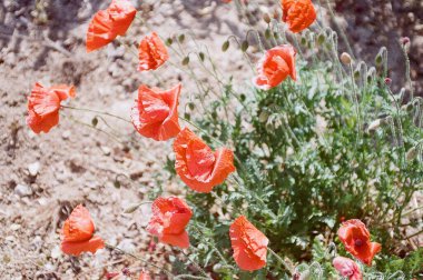 Kırmızı gelincikler tarlada