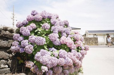 Güzel, beyaz ve mor bir gülün yakın plan çekimi.