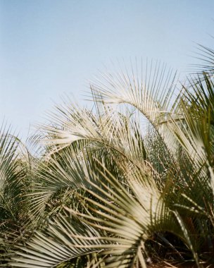 Palmiye yaprakları, doğa bitki örtüsü.