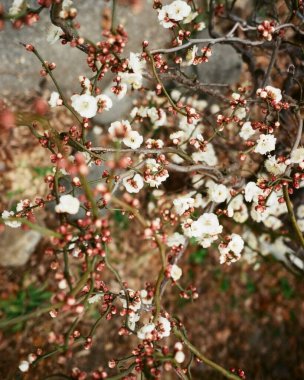 Güzel botanik fotoğrafı, doğal duvar kağıdı.