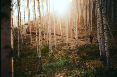 Ağaçlar ve yapraklarla dolu güzel bir sonbahar ormanı