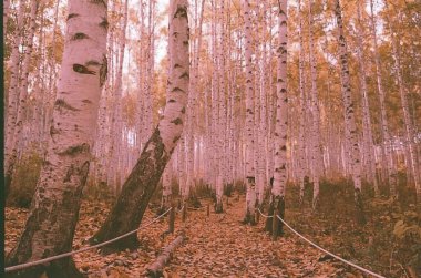 Ağaçlar ve yapraklarla dolu sonbahar ormanı
