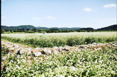 yeşil tarla ve mavi gökyüzü