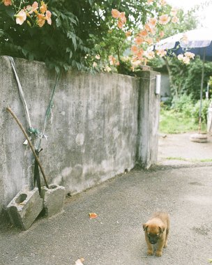 Şehirde köpek var.