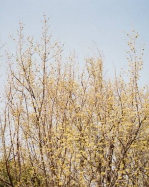 ağaç dalları bahar