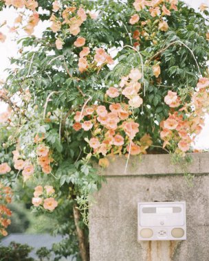 Güzel botanik fotoğrafı, doğal duvar kağıdı.