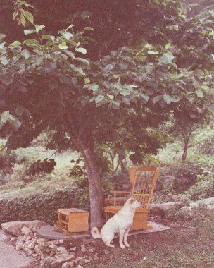 Köpek parkta bankta oturuyor.