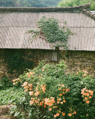 Güzel botanik fotoğrafı, doğal duvar kağıdı.