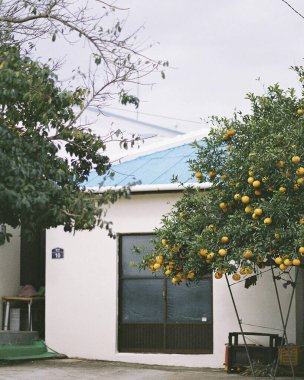 Bahçedeki yeşil ağaç