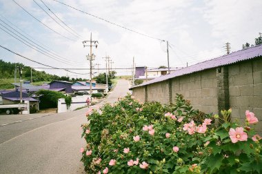 Bahçedeki güzel çiçekler