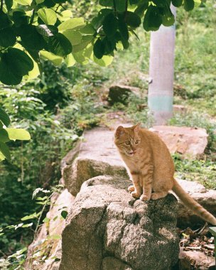 Kedi sokakta oturuyor.