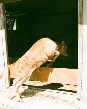 Bir kedi hayvanat bahçesinde yerde yatıyor.