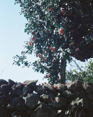 Güzel botanik fotoğrafı, doğal duvar kağıdı.