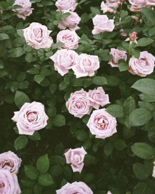 Bahçedeki güzel çiçekler