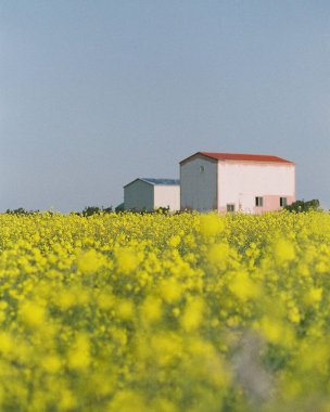 Tarladaki güzel çiçekler