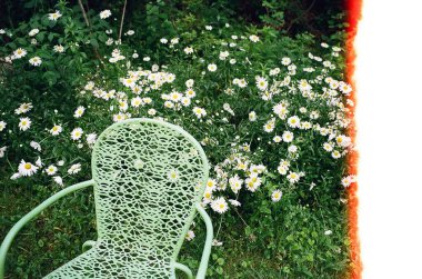 Bahçedeki kırmızı çiçek.