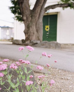 Bahçedeki güzel çiçekler
