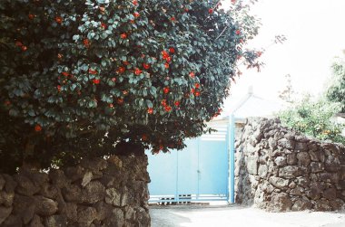 Bahçedeki güzel çiçekler