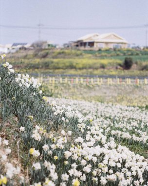 Bahçedeki güzel çiçekler