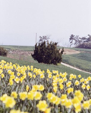 Çiçek tarlası olan güzel bir manzara