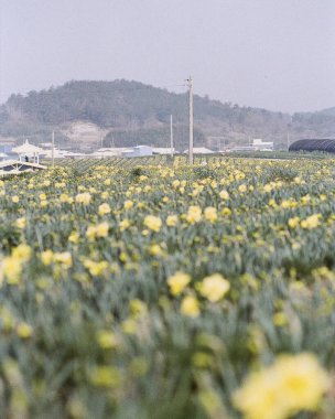 Bahçedeki güzel çiçekler