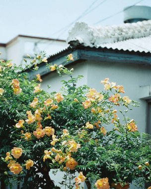 Parkta bir ağacı olan güzel bir sonbahar manzarası