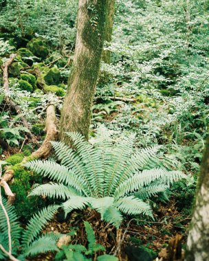 Ormanda yeşil eğrelti otu