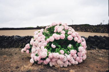 Bahçedeki güzel pembe çiçek