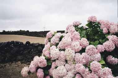 Bahçedeki güzel çiçekler