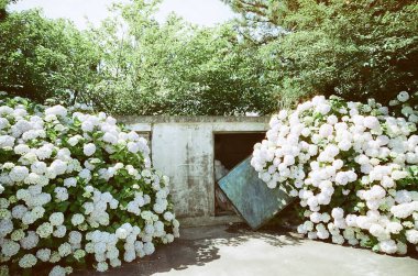 Bahçedeki güzel çiçekler