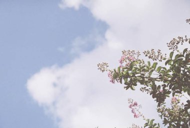 Güzel botanik fotoğrafı, doğal duvar kağıdı.