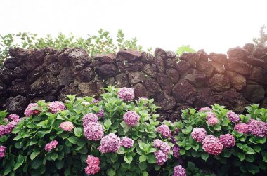 Bahçedeki güzel çiçekler