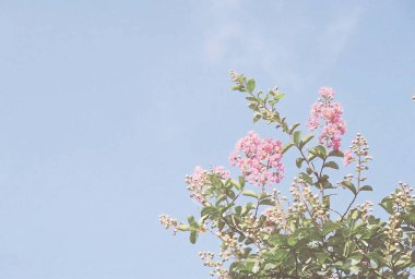 Güzel botanik fotoğrafı, doğal duvar kağıdı.
