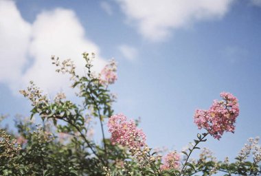 Bahçedeki güzel çiçekler