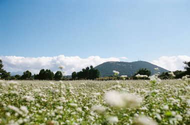 Dağlarda güzel çiçekler